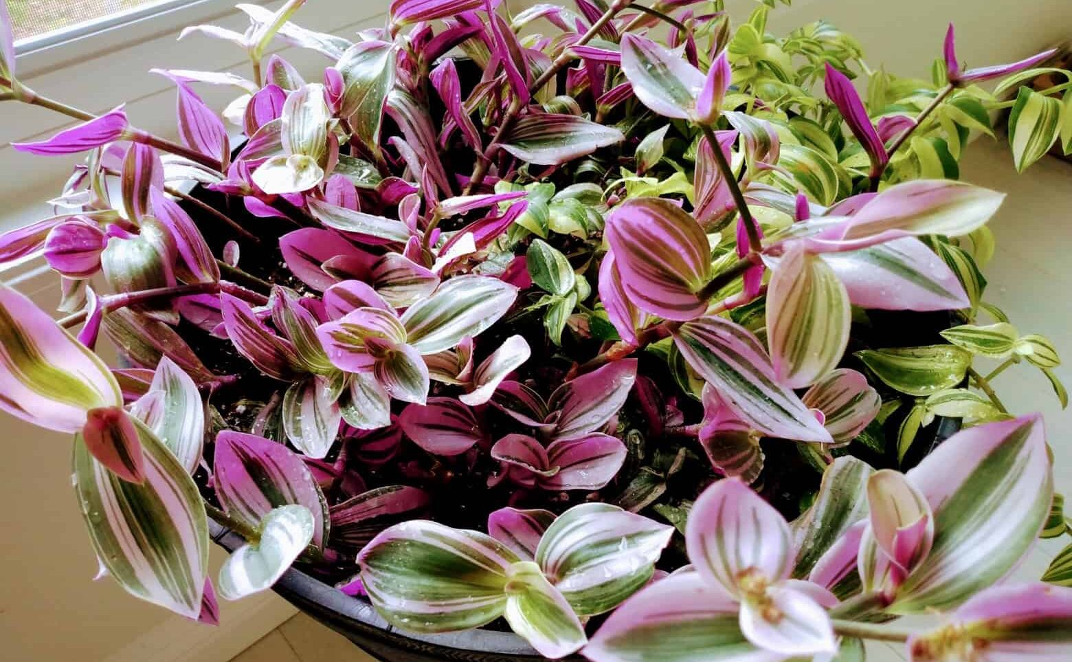 Effortless Tradescantia Propagation: Grow More Plants For Free