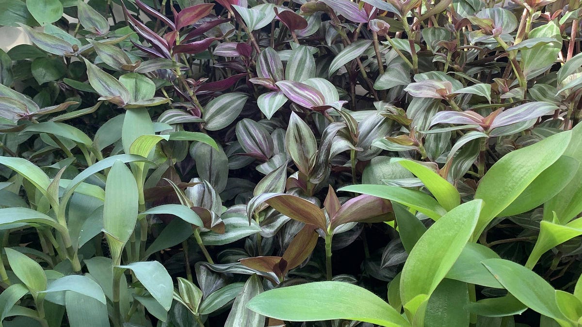 Master Tradescantia Propagation: Essential Tools & Methods