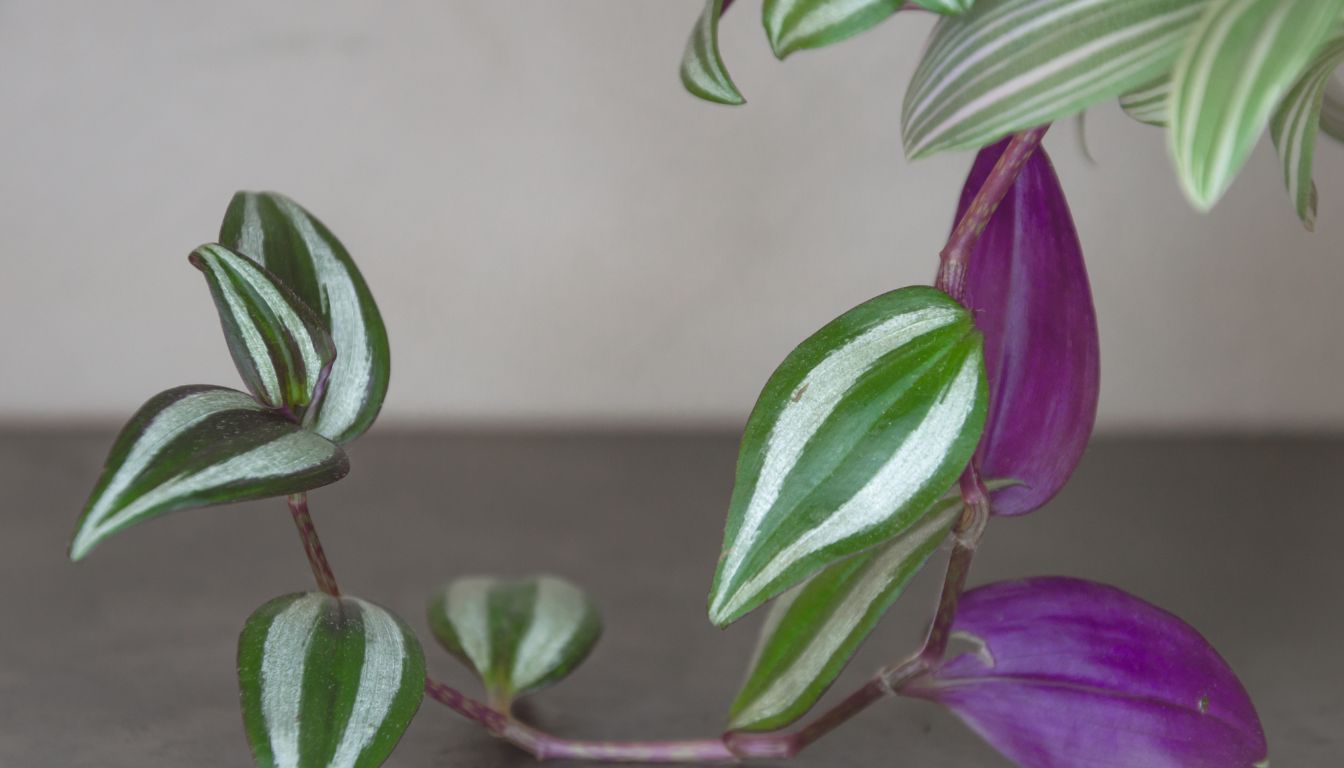 Propagate Tradescantia: Easy Step-by-Step Guide for Success
